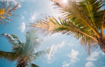 low angle photography of green palm trees during daytime