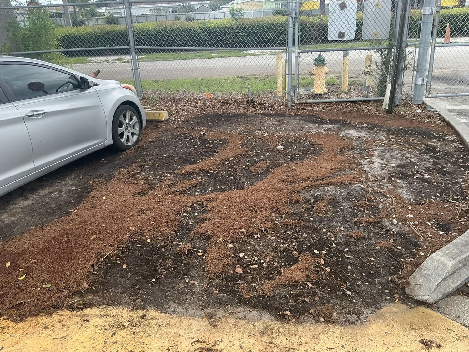 Before — roots through the faculty row.